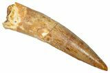 Fossil Spinosaurus Tooth - Real Dinosaur Tooth #350123-1